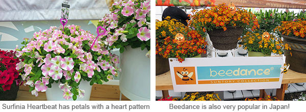 Surfinia Heartbeat has petals with a heart pattern/Beedance is also very popular in Japan!