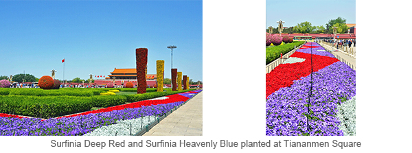 Surfinia Deep Red and Surfinia Heavenly Blue planted at Tiananmen Square